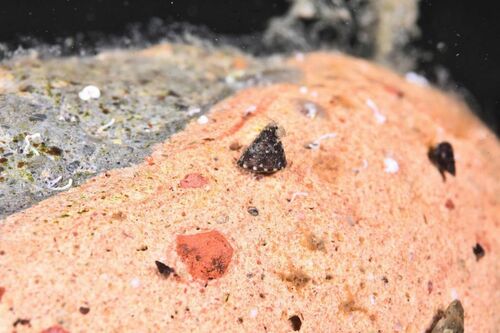 Jujubinus - Photo (c) xavi salvador costa, some rights reserved (CC BY-NC)