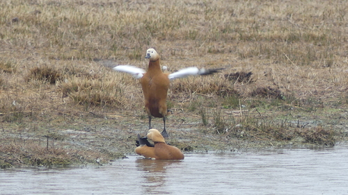 Ruddy Shelduck - Photo (c) mediambient_ajelprat, some rights reserved (CC BY-NC)