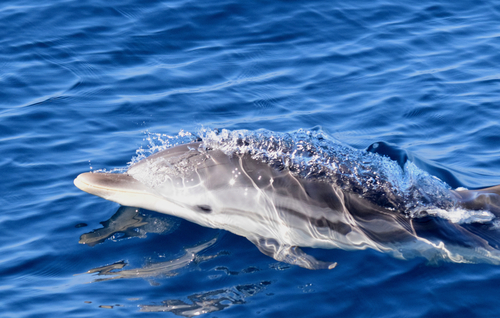 Striped Dolphin - Photo (c) Enric Badosa, some rights reserved (CC BY-NC)