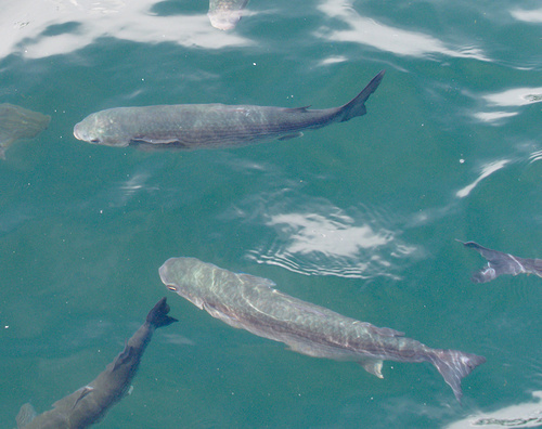 Sea Mullet - Photo (c) Jaume Piera, some rights reserved (CC BY-NC)