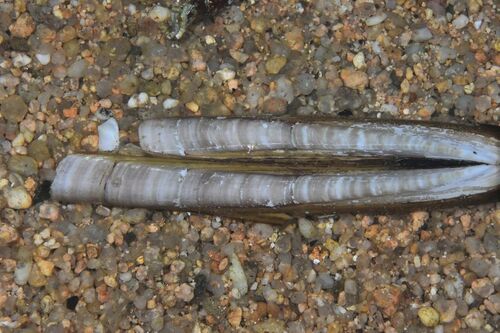 Jackknife Clam - Photo (c) xavi salvador costa, some rights reserved (CC BY-NC)