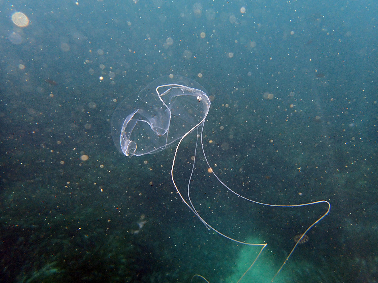 Geryonia proboscidalis (Forsskål, 1775)