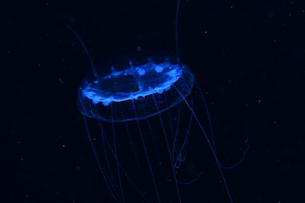 Solmissus albescens (Gegenbaur, 1857)