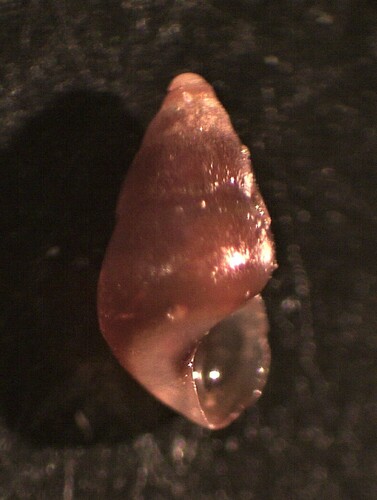 Barleeia unifasciata - Photo (c) Guillermo Alvarez Lerma, some rights reserved (CC BY-NC)