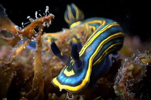 Two Lined Dorid - Photo (c) mmtsub, some rights reserved (CC BY-NC)