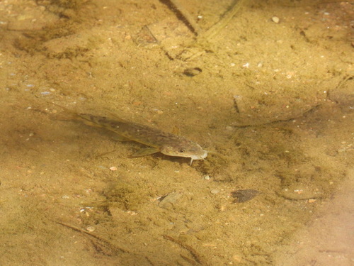 Sicklefin Barb - Photo (c) Vicenç Roig Vidal, some rights reserved (CC BY-NC)