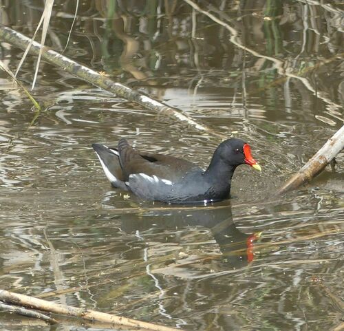 Common Moorhen - Photo (c) mediambient_ajelprat, some rights reserved (CC BY-NC)