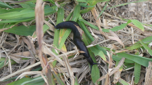 Greenhouse Slug - Photo (c) mediambient_ajelprat, some rights reserved (CC BY-NC)