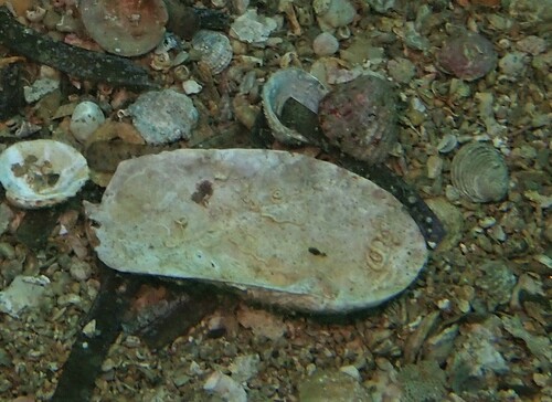 Oblong Otter-Shell - Photo (c) Guillermo Alvarez Lerma, some rights reserved (CC BY-NC)