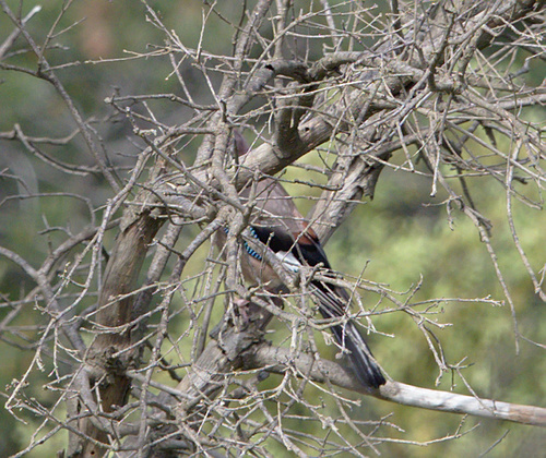 Old World Jays (Genus Garrulus) · MINKA