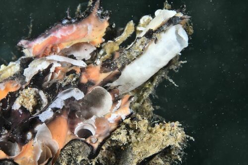 Shipworms - Photo (c) xavi salvador costa, some rights reserved (CC BY-NC)