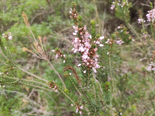 Mediterranean Heath - Photo (c) AssociacioGraellsia, some rights reserved (CC BY-NC)