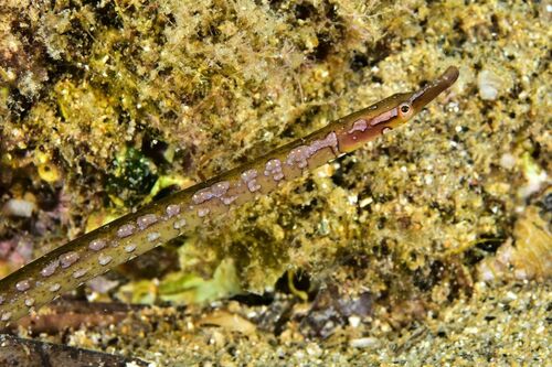 Spotted Pipefish - Photo (c) xavi salvador costa, some rights reserved (CC BY-NC)