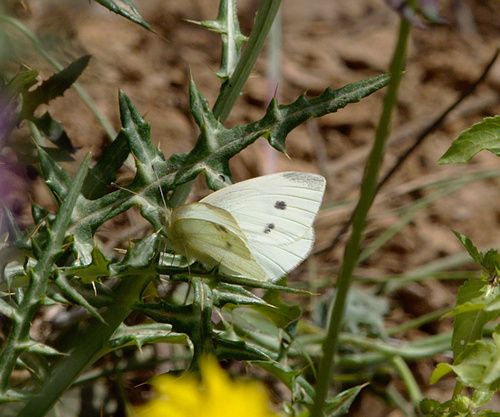 Pieris rapae - Photo (c) Jaume Piera, some rights reserved (CC BY-NC)