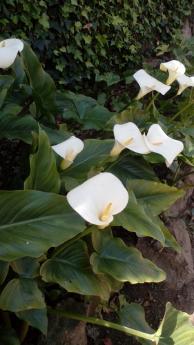 Zantedeschia - Photo (c) argelaga, some rights reserved (CC BY-NC)