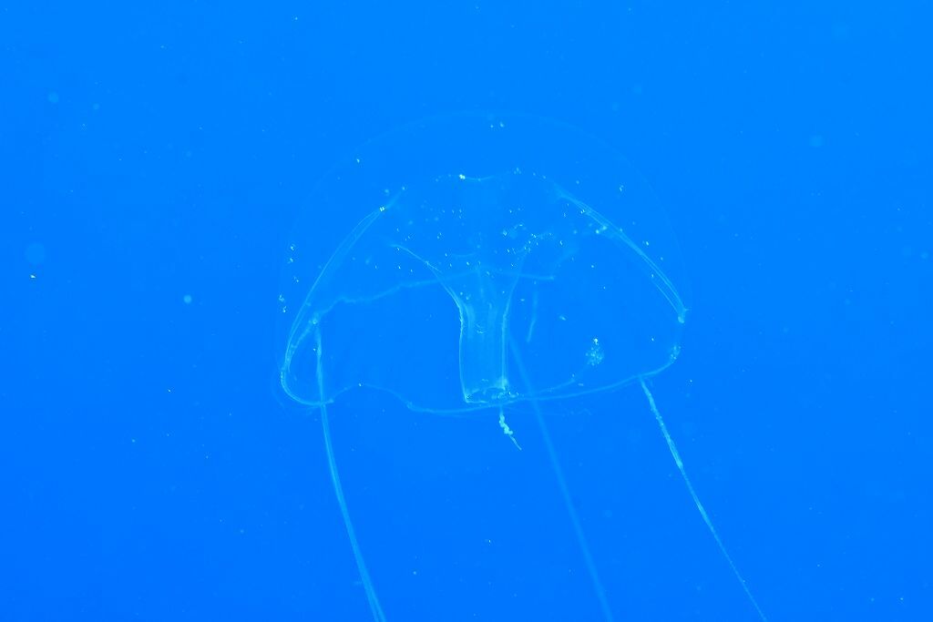 Geryonia proboscidalis (Forsskål, 1775)