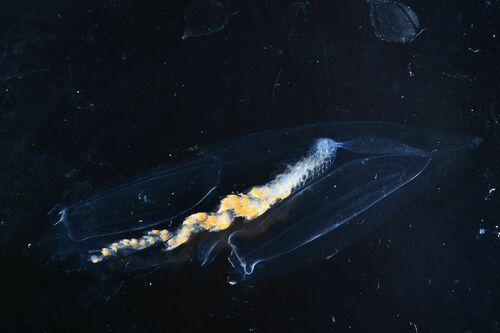 Diphyes dispar - Photo (c) xavi salvador costa, some rights reserved (CC BY-NC)