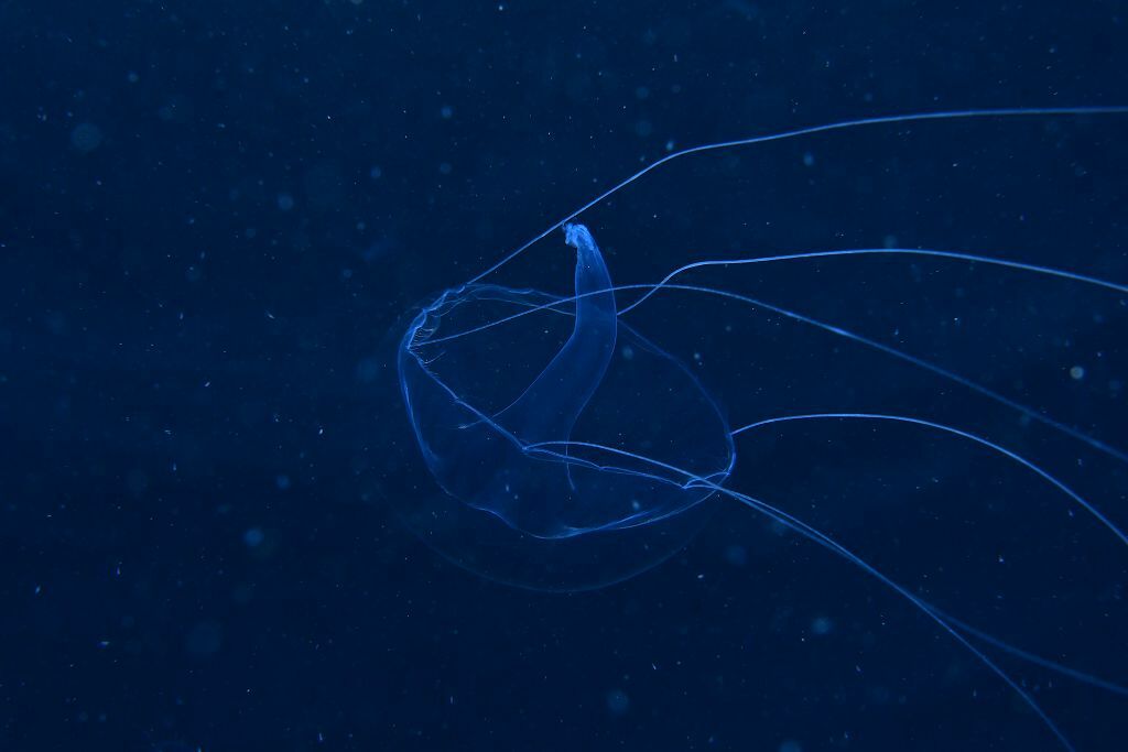 Geryonia proboscidalis (Forsskål, 1775)