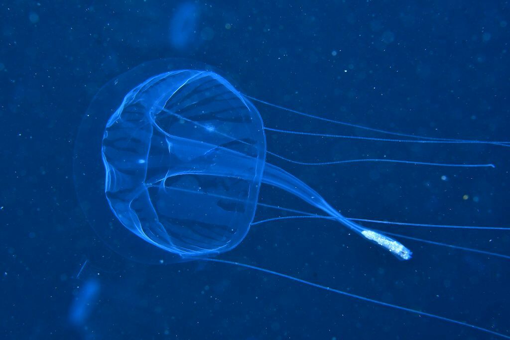 Geryonia proboscidalis (Forsskål, 1775)