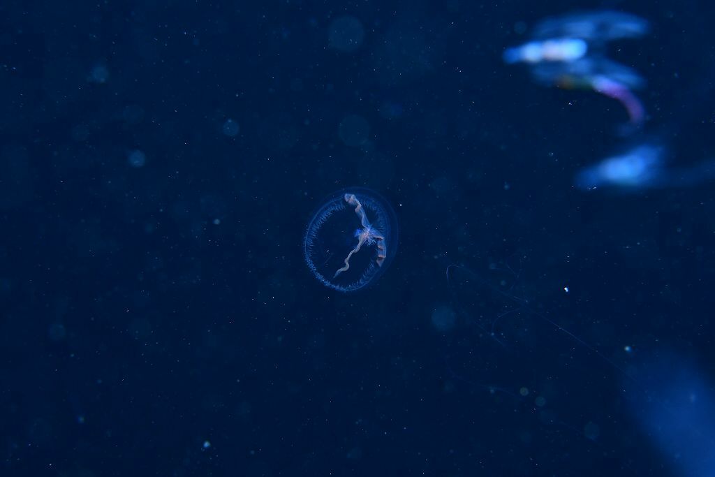 Blackfordia virginica Mayer, 1910