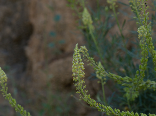 Wild Mignonette - Photo (c) Jaume Piera, some rights reserved (CC BY-NC)