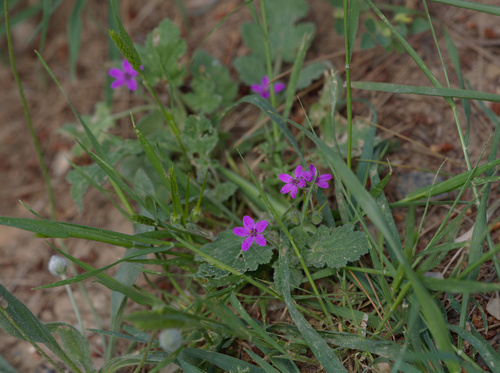 Soft Stork's-Bill - Photo (c) Jaume Piera, some rights reserved (CC BY-NC)