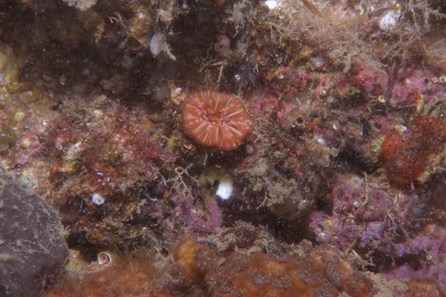 Caryophyllia - Photo (c) oriol_d, all rights reserved
