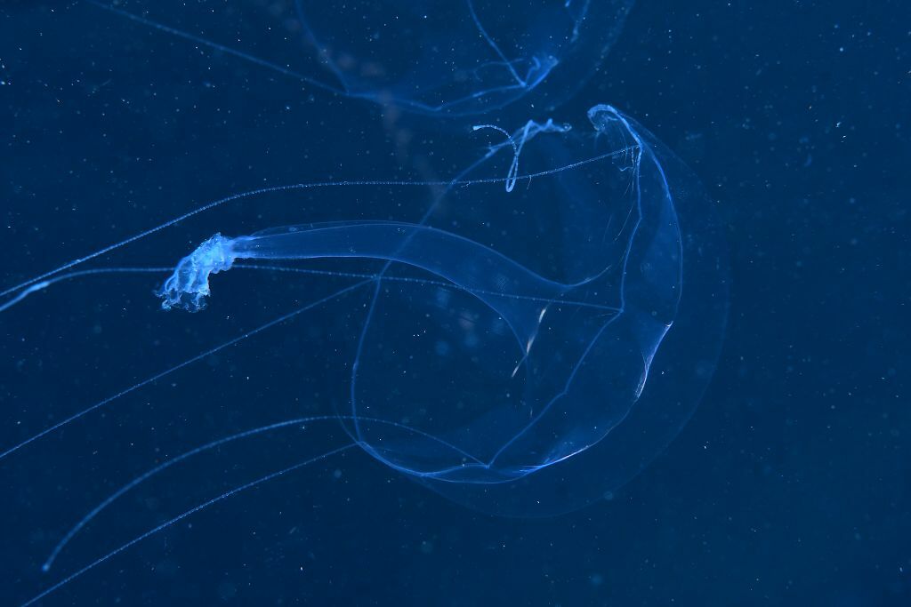 Geryonia proboscidalis (Forsskål, 1775)