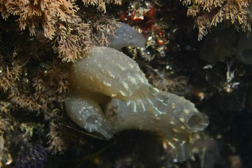 European Ascidian - Photo (c) xavi salvador costa, some rights reserved (CC BY-NC)