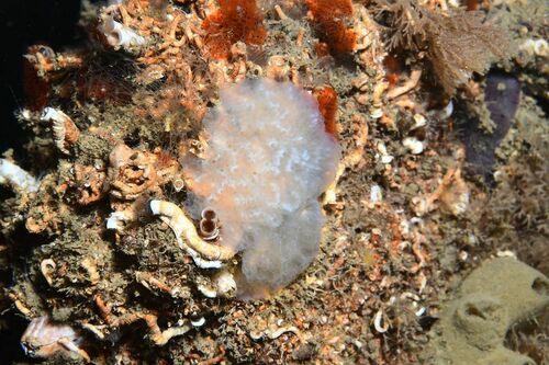 Aplidium glabrum - Photo (c) xavi salvador costa, some rights reserved (CC BY-NC)