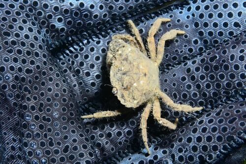 White-tipped Mud Crab - Photo (c) xavi salvador costa, some rights reserved (CC BY-NC)
