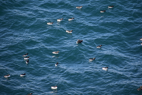 Foolish Guillemot - Photo (c) Roger Puig, some rights reserved (CC BY-NC)