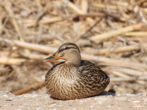 Mallard - Photo (c) Vicenç Roig Vidal, some rights reserved (CC BY-NC)