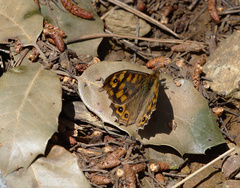 Speckled Wood - Photo (c) Jaume Piera, some rights reserved (CC BY-NC)