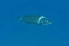 European Seabass - Photo (c) xavi salvador costa, some rights reserved (CC BY-NC)