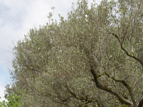 Olive Tree (Cultivated Varieties) - Photo (c) Jaume Piera, some rights reserved (CC BY-NC)