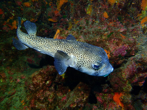 Spotfin Burrfish - Photo (c) Edu, some rights reserved (CC BY-NC-SA), uploaded by Edu Alcaniz