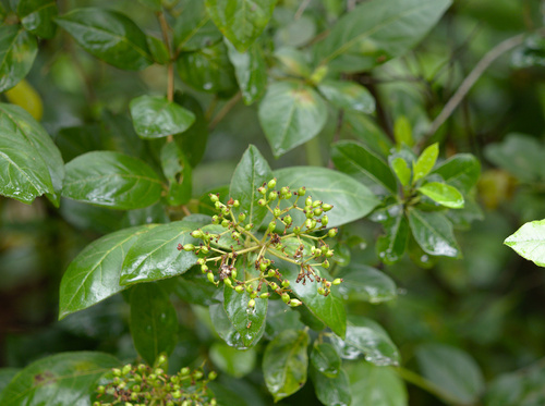 Laurustinus Viburnum - Photo (c) Jaume Piera, some rights reserved (CC BY-NC)