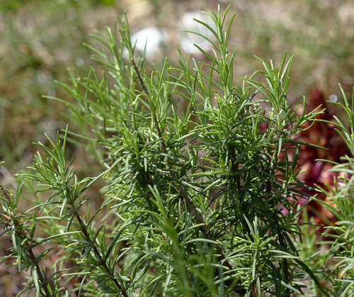 Rosmarinus officinalis - Photo (c) Jaume Piera, some rights reserved (CC BY-NC)
