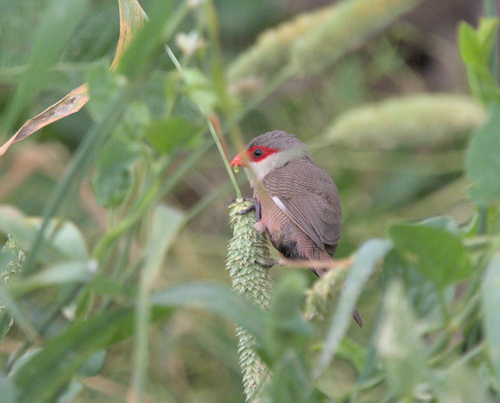 Common Waxbill - Photo (c) Jaume Piera, some rights reserved (CC BY-NC)