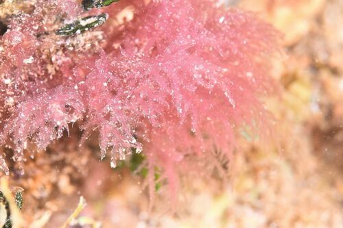 Acrosymphyton - Photo (c) xavi salvador costa, some rights reserved (CC BY-NC)