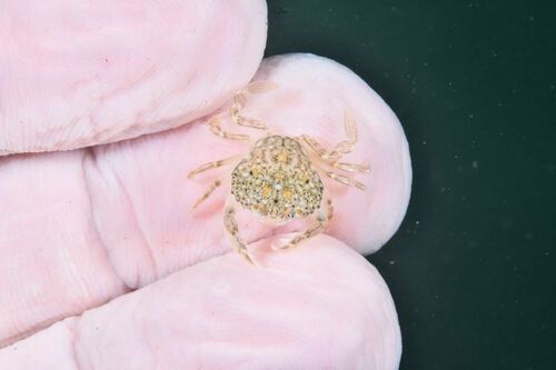 Pennant's Swimming Crab - Photo (c) xavi salvador costa, some rights reserved (CC BY-NC)