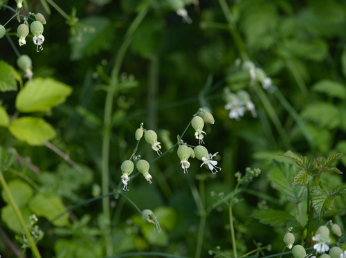 Bladder Campion - Photo (c) Jaume Piera, some rights reserved (CC BY-NC)