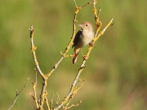 Common Nightingale - Photo (c) Vicenç Roig Vidal, some rights reserved (CC BY-NC)