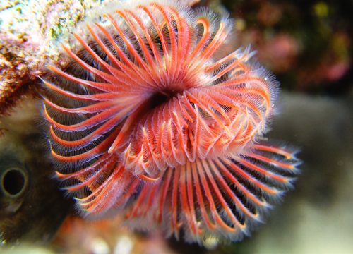 Red Tubeworm - Photo (c) xavi salvador costa, some rights reserved (CC BY-NC)