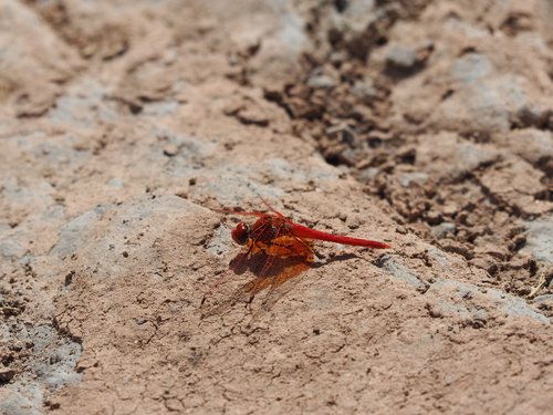 Orange-winged Dropwing - Photo (c) aperich4, some rights reserved (CC BY-NC)