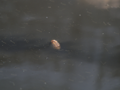 Rhizotrogus camerosensis · MINKA