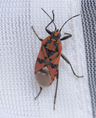 Spilostethus pandurus - Photo (c) Jaume Piera, some rights reserved (CC BY-NC)