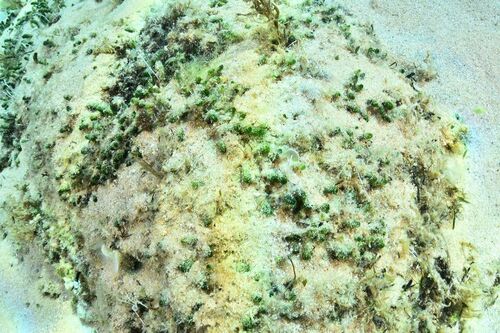 Dasycladus - Photo (c) xavi salvador costa, some rights reserved (CC BY-NC)