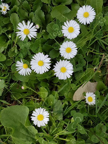 Lawn Daisy - Photo (c) Jaume Piera, some rights reserved (CC BY-NC)